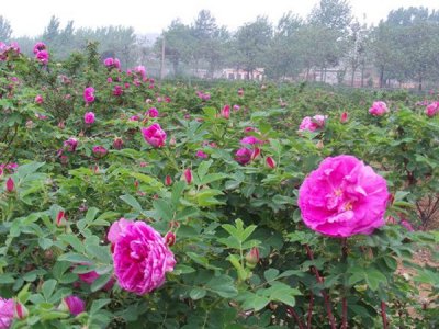 薔薇和玫瑰是同一種東西嗎？