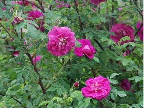 1685709747110636.png 玫瑰1.png