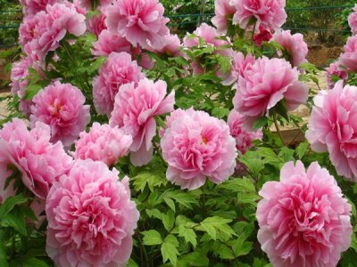夏天適合播種牡丹花嗎？