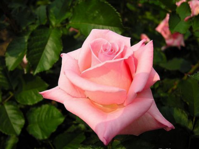 薔薇在廣東能開花嗎？