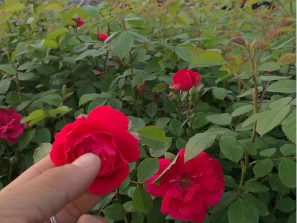 薔薇6.png
