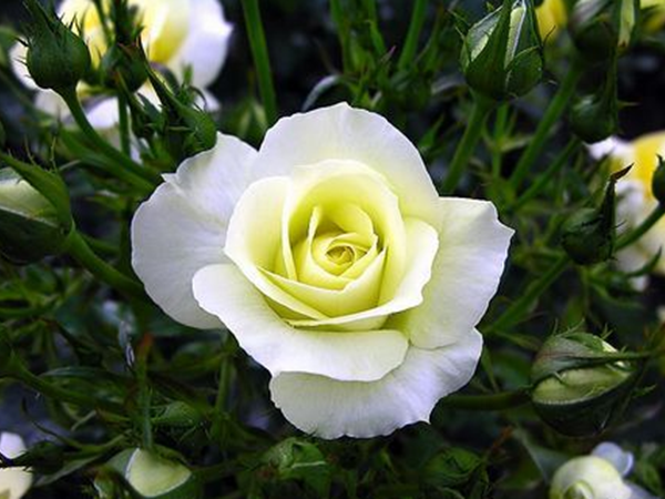 薔薇1.png