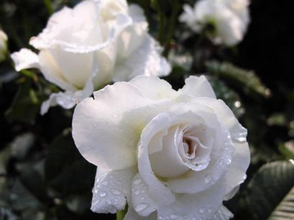 薔薇2.png