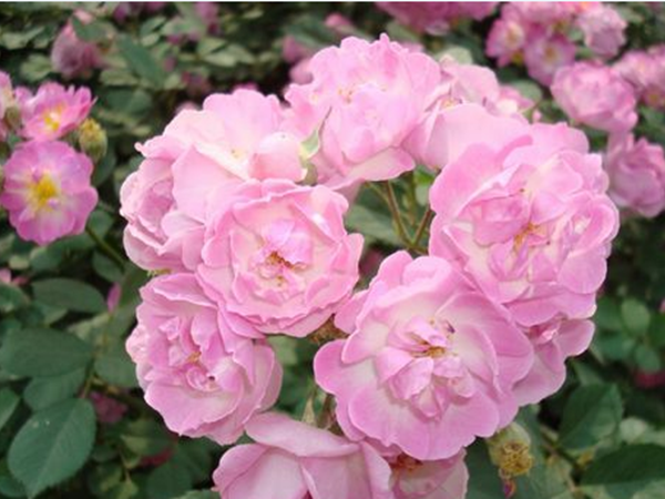 薔薇3.png