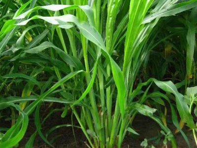 進口高檔牧草種子出售批發