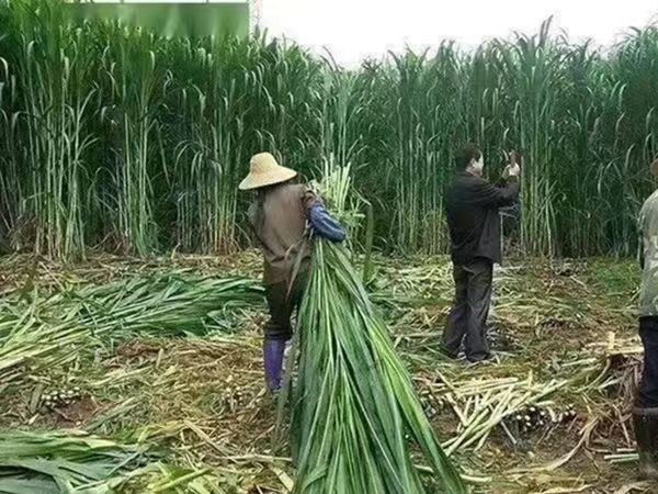1686213510273689.jpg 甜高梁4.jpg