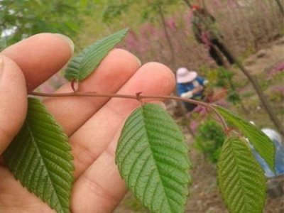 櫸樹冬天落葉嗎？