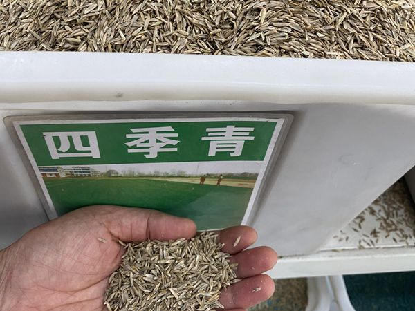 種子8.jpg