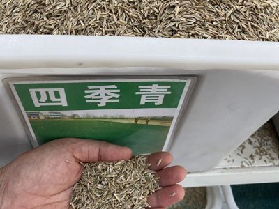 草坪種子怎么種
