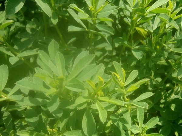 草木犀1.jpg