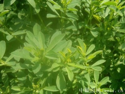 牧草種子批發廠家直銷