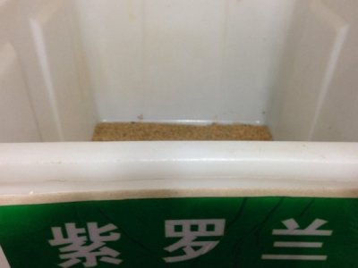 紫羅蘭可以在南方種植嗎？