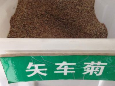 矢車菊南方能種嗎？