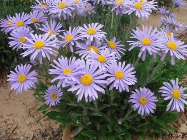 荷蘭菊7.jpg