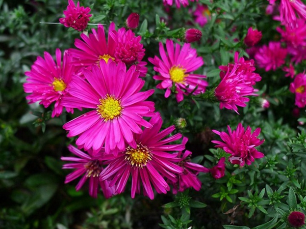 荷蘭菊11.jpg