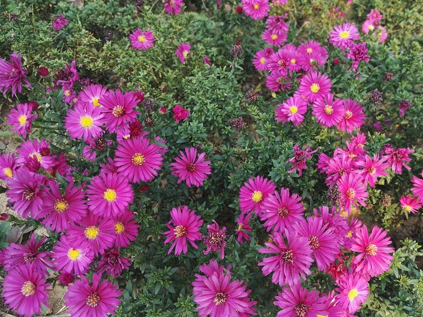 荷蘭菊12.jpg