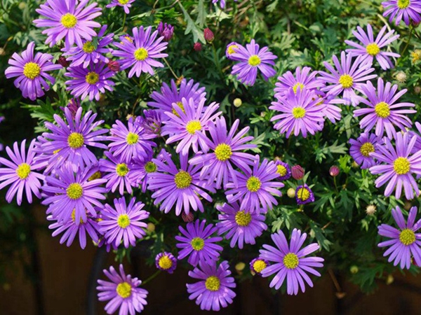 荷蘭菊13.jpg