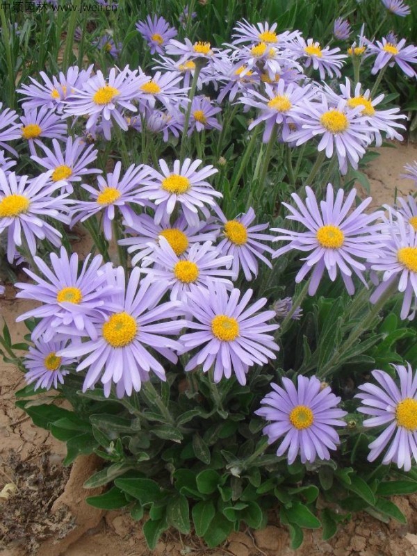荷蘭菊3.jpg