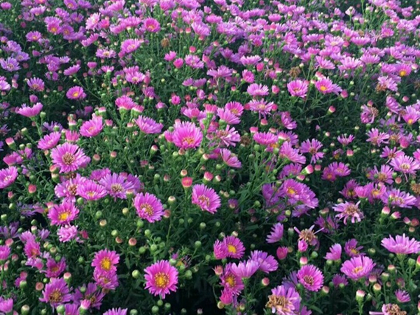 荷蘭菊15.jpg