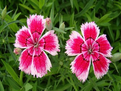 石竹花春天能播種嗎？