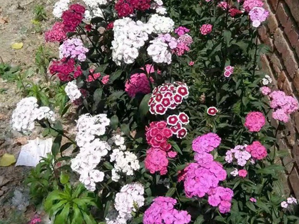 1686813357360895.jpg 石竹15.jpg