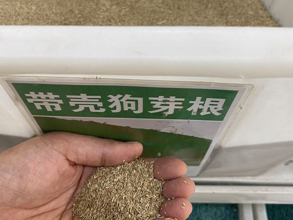 種子2.jpg