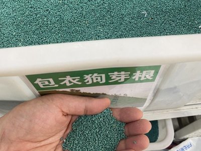 包衣脫殼狗牙根種子