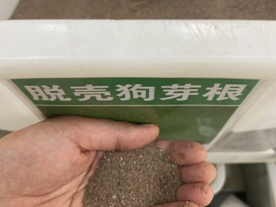 脫殼的狗牙根草籽多少錢一斤？
