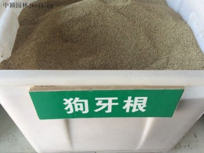 狗牙根最佳播種時間是什么時候？