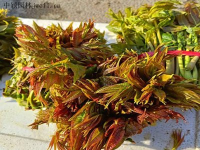 香椿樹可以在北方種嗎？