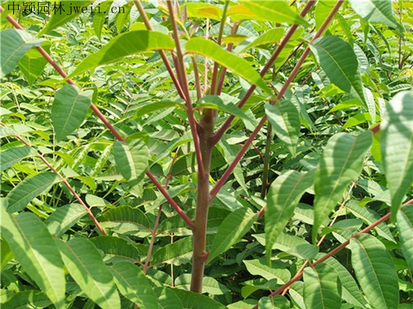 香椿樹5.jpg