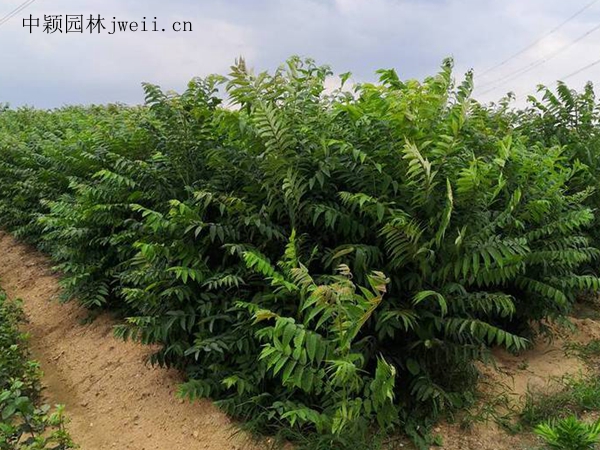 香椿樹13.jpg