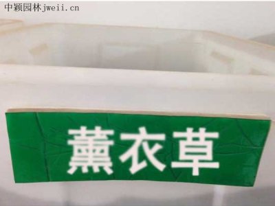 薰衣草種子