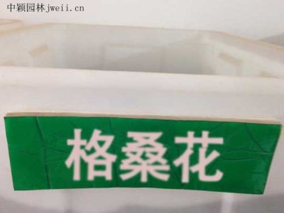 格桑花種子