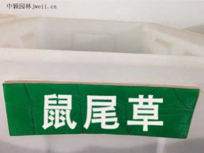 鼠尾草種子