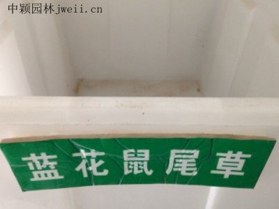 藍花鼠尾草種子