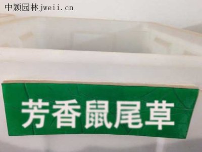 芳香鼠尾草種子