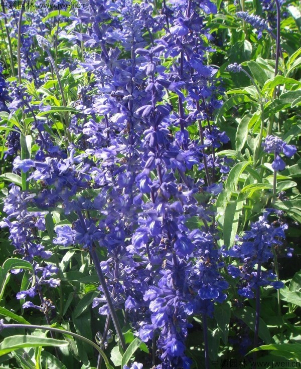 藍花鼠尾草2.jpg