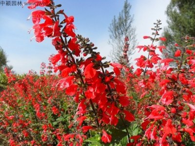 紅花鼠尾草