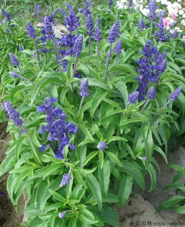 1688462361544928.jpg 藍花鼠尾草7.jpg