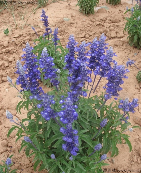 1688462367875364.jpg 藍花鼠尾草11.jpg