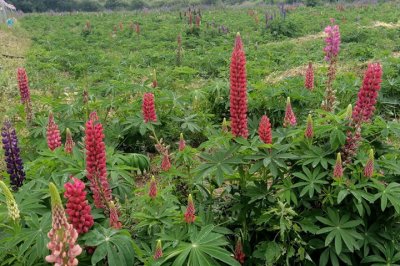 魯冰花在6月份兒播種還會開花嗎？