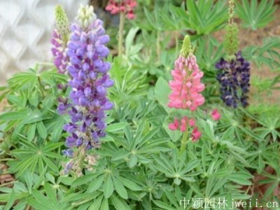 河北哪里有賣魯冰花種子的？