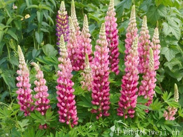 1690024398963509.jpg 魯冰花2.jpg