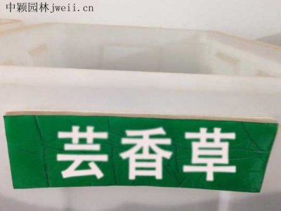 蕓香草種子