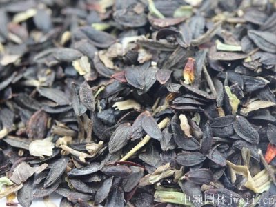 苦荬菜種子
