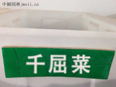 千屈菜種子