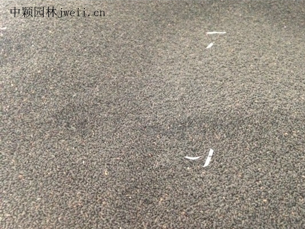 千屈菜種子2.jpg