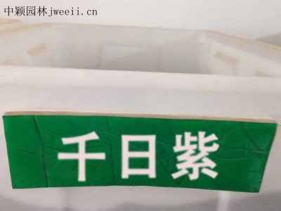 千日紫種子