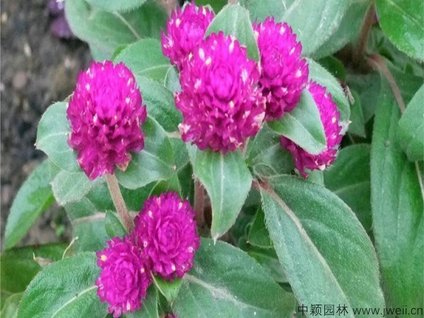 1690350756777652.jpg 千日紫種子12.jpg